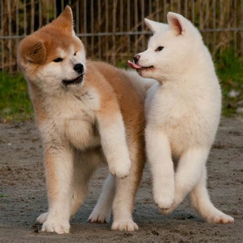 akita photos|akita pictures photos image gallery.